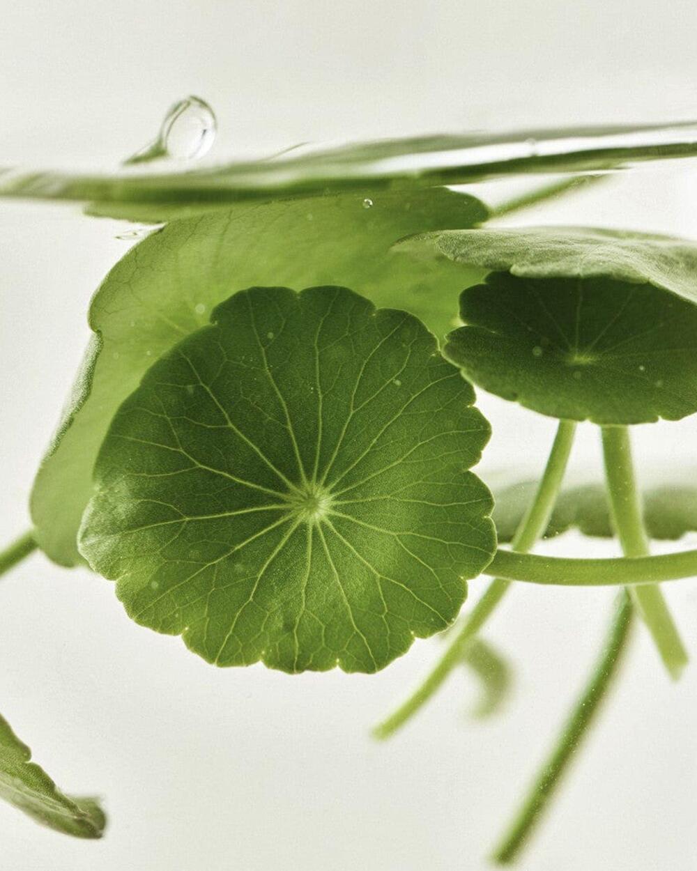 Beauty Of Joseon Light On Serum : Centella + Vita C 30ml/1 fl.oz. 조선미녀 병풀비타세럼 30ml/1 fl.oz.